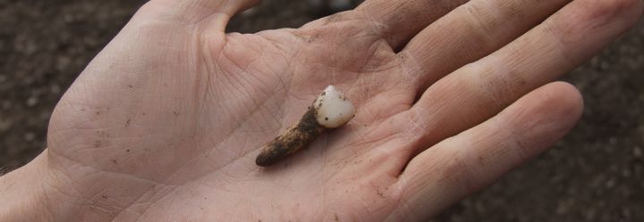 Tooth found at Burdale dig by First Year Undergraduates